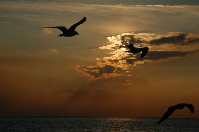 seagulls over ferry